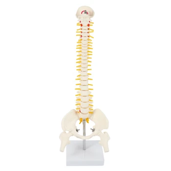 45 см гибкий 1: 1 взрослый модель поясничного сгиба позвоночника модель скелета человека с моделью таза со спинным диском, используемая для массажа, йоги